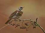 Fieldfare