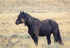 I Am Mustang