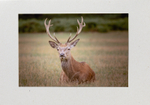46 Red Deer Stag