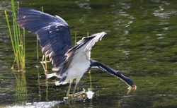 Tri-Colored-Heron _0046