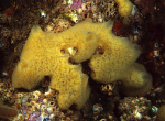 Myxilla incrustans