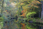 Autumn in Fingle Woods