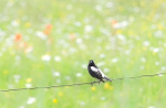 BOBOLINK, 2017 - BRUCE COUNTY