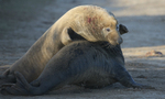 BRITISH MAMMALS & REPTILES portfolio