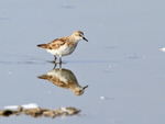Little Stint portfolio