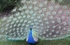 peacock beauty
