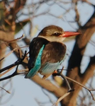 Brown-headed Kingfisher