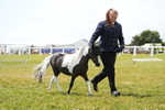 Class 58: Coloured Pony Youngstock portfolio