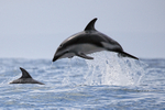 Dusky Dolphin breaching, Chile