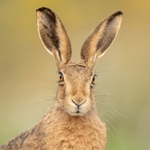 Hare SD2259