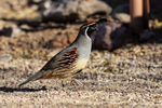 Gambel's Quail (male) walking, Bosque del Apache, New Mexico, USA