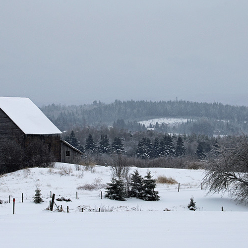 A 19th century hay barn and heritage apple tree endure the winter weather.