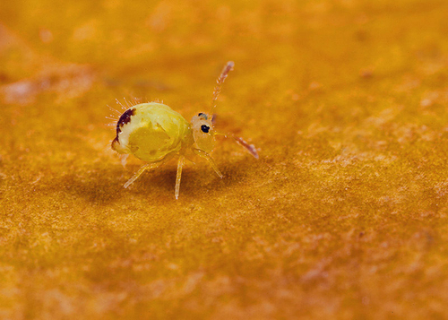 On the underside of a fallen leaf. Warwickshire, November 2012.