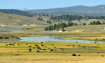 Hayden Valley