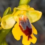 Small yellow Ophrys (Ophrys lutea ssp galilea also called Ophrys sicula)