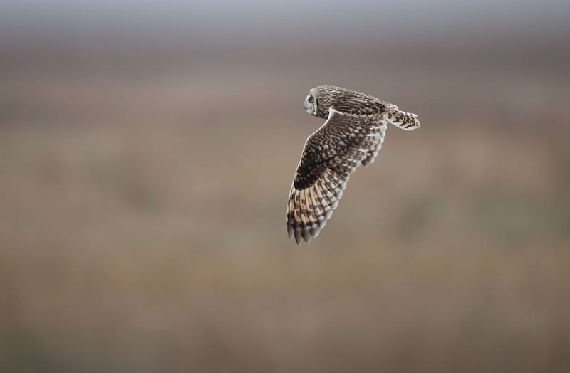 Short Eared Owl