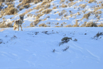 Coyote backlit, Soda Butte Canyon, Yellowstone