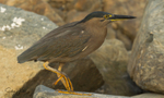 Striated Heron 3