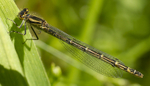 Damselfly
