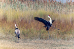 Wattled Crane
