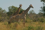 Giraffes Krüger NP, South Africa