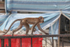 Long tail macaque in building site in the  heart of Kuala Lumpur