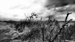 Deadwood