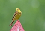 Yellowhammer