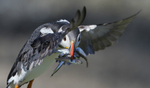 Puffin in flight. Lunga, Treshnish Isles, Inner Hebrides, Scotland.