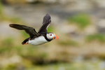 Puffin in flight from burrow, Farne Islands
