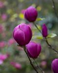 Magnolia