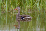 Mallard (female) reflection at Otmoor RSPB