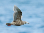 Glaucous Gull (second-winter) flying at Grundarfjörður