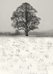 Tree and Snow