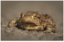 Toad