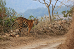 Tiger cub at roadside, Bandhavgarh Reserve, India