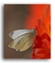 AA 2077 Cabbage White