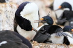 Imperial Shag preening another, Falklands