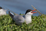 Common Tern calling at Brownsea Island