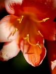 Macro Clavia