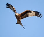Red Kite