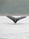Juneau and Humpbacked Whales-26