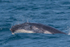 Humpback Calf head-lunge 12. 0A3A9877