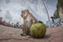 Long Tail Macaque eating a coconut in an urban environment in Malaysia