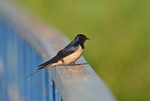 Swallow