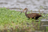 Limpkin foraging, Harns Marsh, Florida, USA