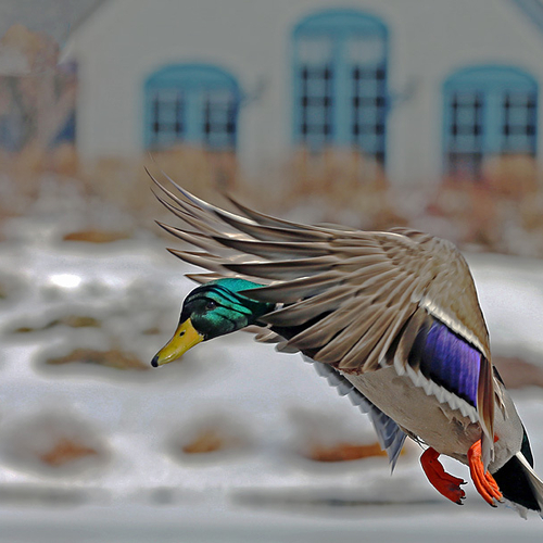 A male mallard in landing mode.