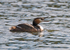 Great Crested Grebe
