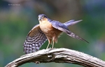 Sparrowhawk
