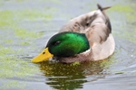 Mallard